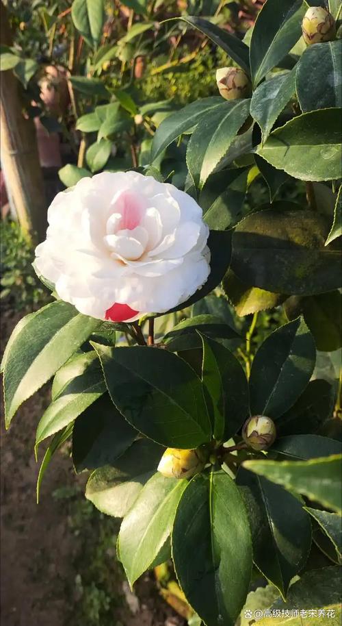 茶花冬天能晒太阳吗?南北差异化管理指南 南北种植差异化建议