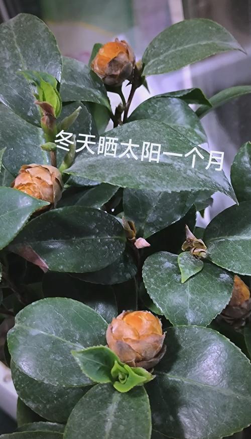 茶花冬天能晒太阳吗?南北差异化管理指南 盆栽与地栽选择决策
