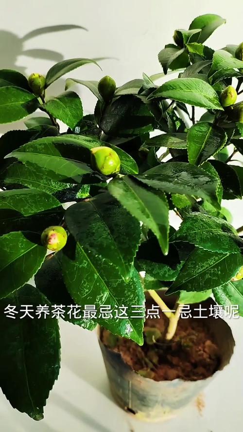 茶花冬天能晒太阳吗?南北差异化管理指南 越冬与越夏管理清单