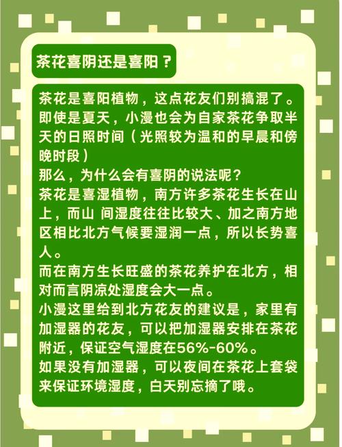 茶花冬天能晒太阳吗?南北差异化管理指南 FAQ