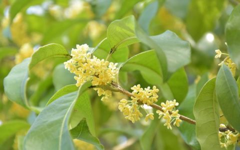 桂花做枕头对睡眠有帮助吗？园艺与健康的全方位解析