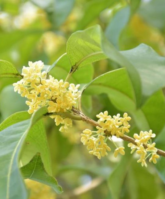 桂花做枕头对睡眠有帮助吗？园艺与健康的全方位解析