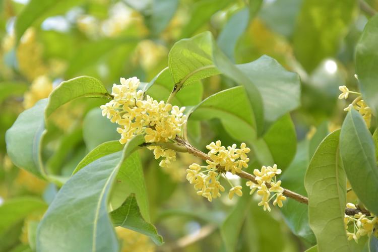 桂花做枕头对睡眠有帮助吗?园艺与健康的全方位解析 一、桂花的种植与采收:为枕头打好基础