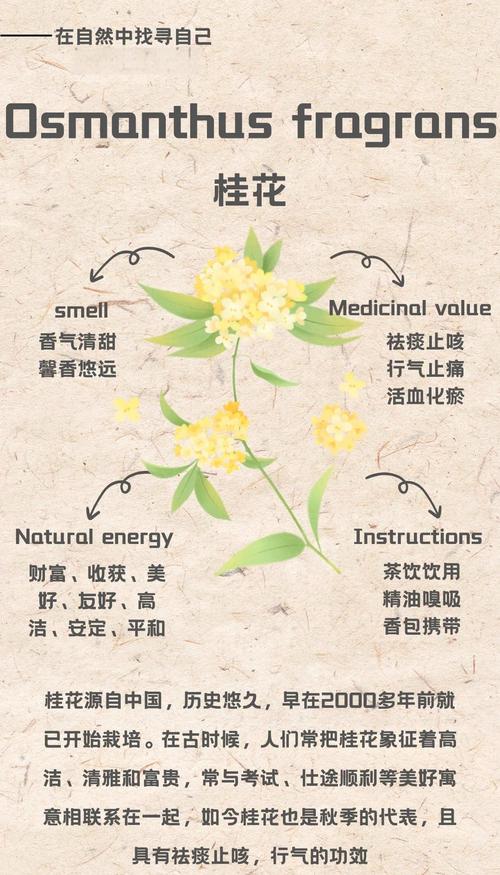 桂花做枕头对睡眠有帮助吗?园艺与健康的全方位解析 二、桂花枕头的制作方法