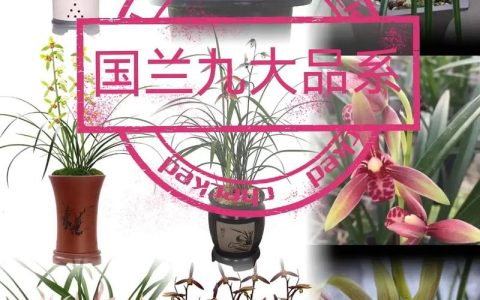 兰花品种有多少？四种常见家庭兰花六维度深度对比