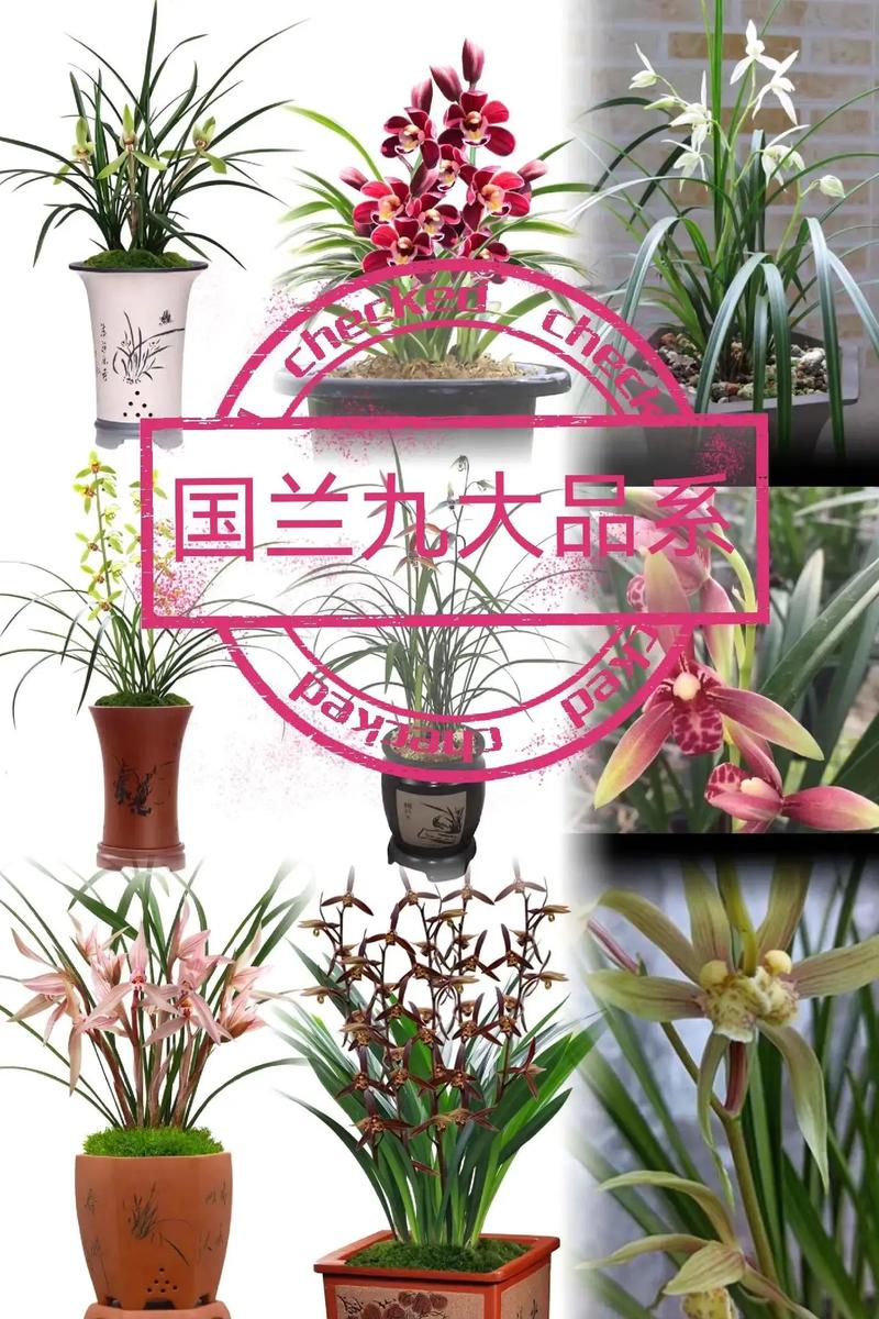 兰花品种有多少?四种常见家庭兰花六维度深度对比 兰花品种有多少?四种常见家庭兰花六维度深度对比