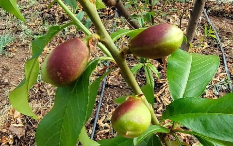 桃子核种植指南：从选种到出苗的完整步骤