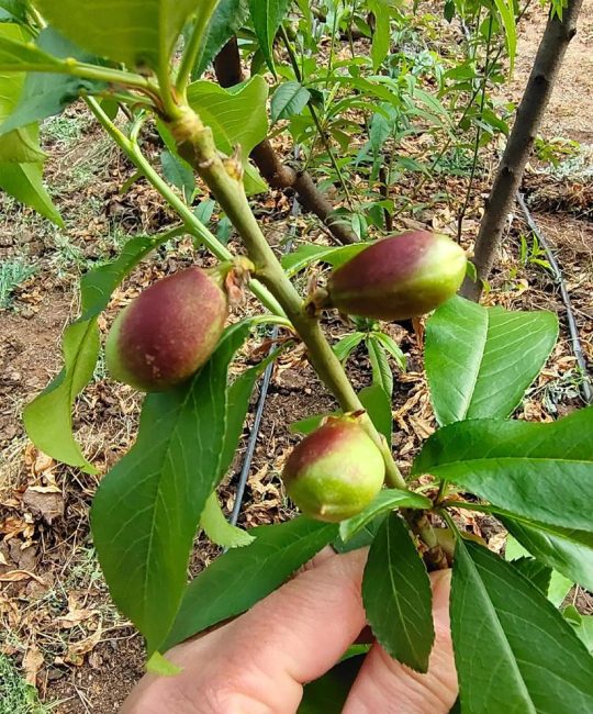 桃子核种植指南：从选种到出苗的完整步骤