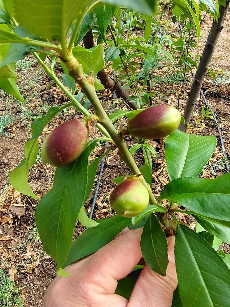 桃子核种植指南:从选种到出苗的完整步骤 桃子核种植指南:从选种到出苗的完整步骤