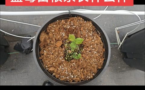 蓝莓繁殖全攻略：高丛蓝莓硬枝扦插与分株技术详解