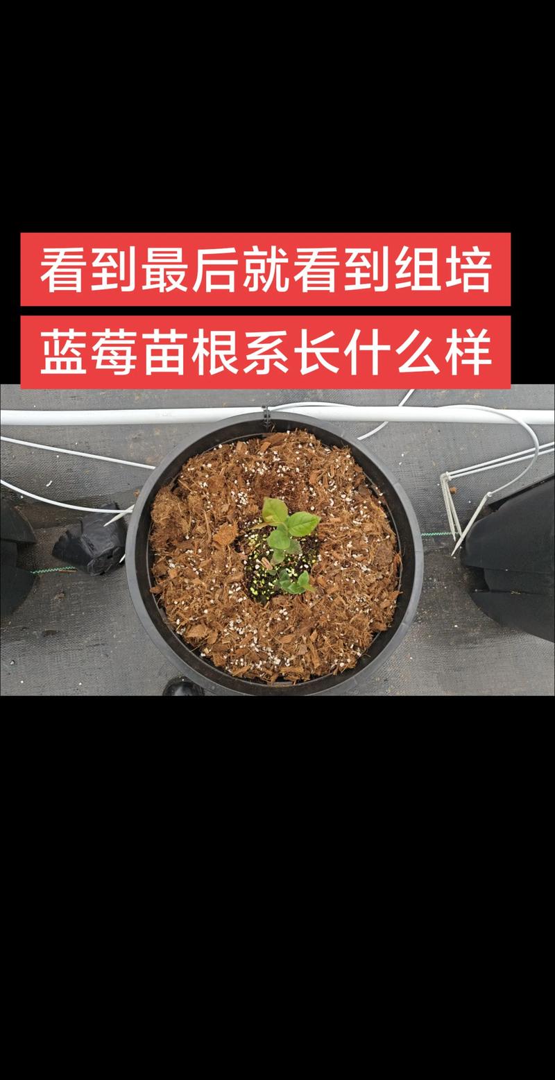 蓝莓繁殖全攻略:高丛蓝莓硬枝扦插与分株技术详解 蓝莓繁殖全攻略:高丛蓝莓硬枝扦插与分株技术详解