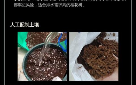 桂花树适合什么土壤？掌握这几点，让你的桂花树四季飘香