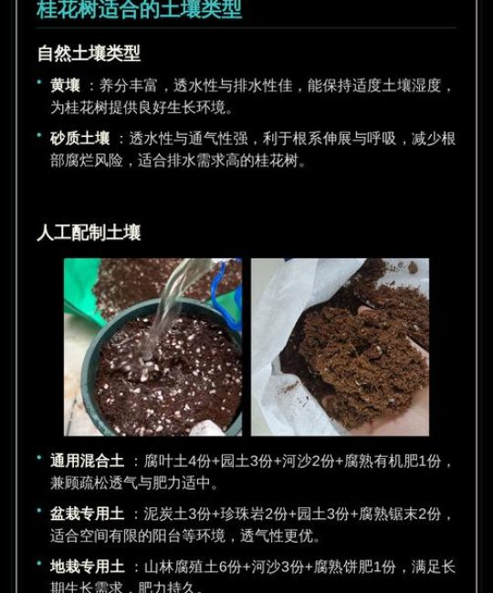桂花树适合什么土壤？掌握这几点，让你的桂花树四季飘香