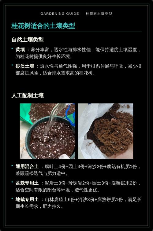 桂花树适合什么土壤？掌握这几点，让你的桂花树四季飘香