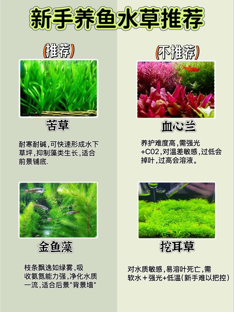 大对叶水草好养吗?从参数到养护全解析 大对叶水草的核心养护参数