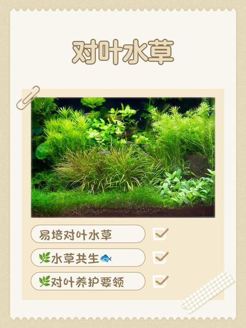 大对叶水草好养吗?从参数到养护全解析 常见养护误区与纠正