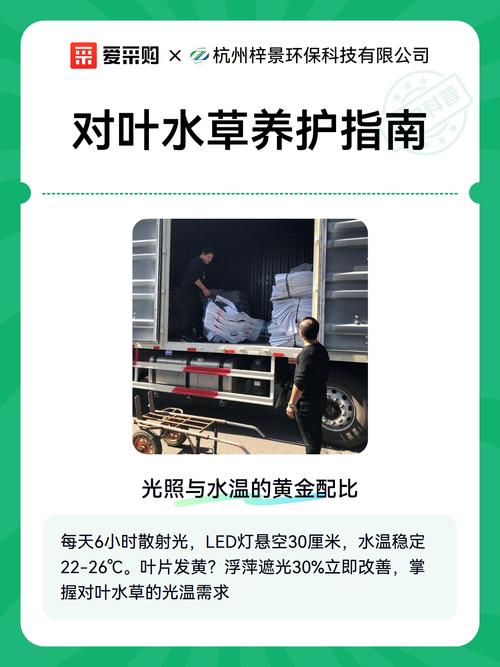 大对叶水草好养吗?从参数到养护全解析 大对叶水草的种植与扩繁步骤