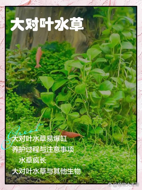 大对叶水草好养吗?从参数到养护全解析 总结