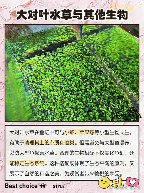 大对叶水草好养吗?从参数到养护全解析 FAQ