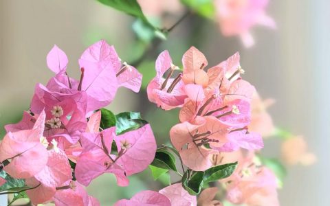 三角梅几月份开花？花期管理与催花全攻略