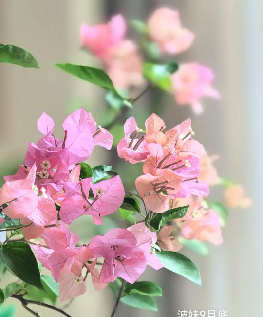 三角梅几月份开花？花期管理与催花全攻略
