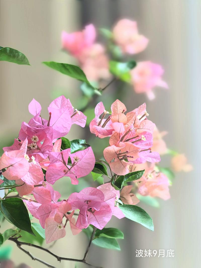 三角梅几月份开花？花期管理与催花全攻略