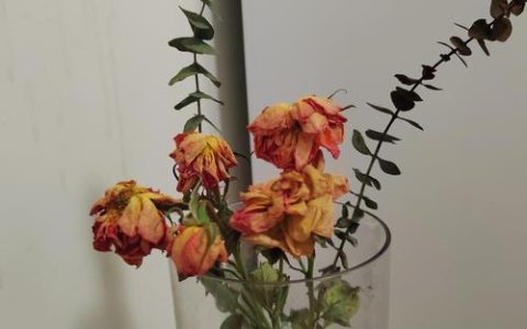 干花会枯萎吗？揭秘干花保存中的“枯萎”原因与防治方法