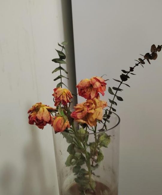 干花会枯萎吗？揭秘干花保存中的“枯萎”原因与防治方法