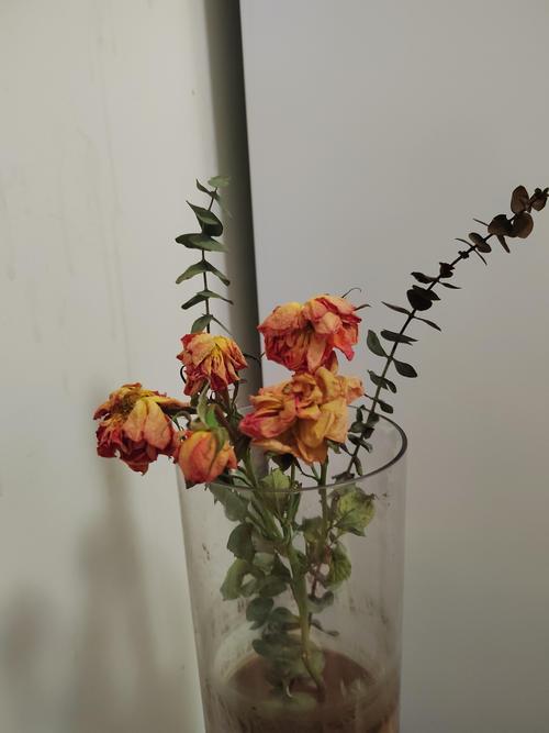 干花会枯萎吗?揭秘干花保存中的“枯萎”原因与防治方法 常见原因列表