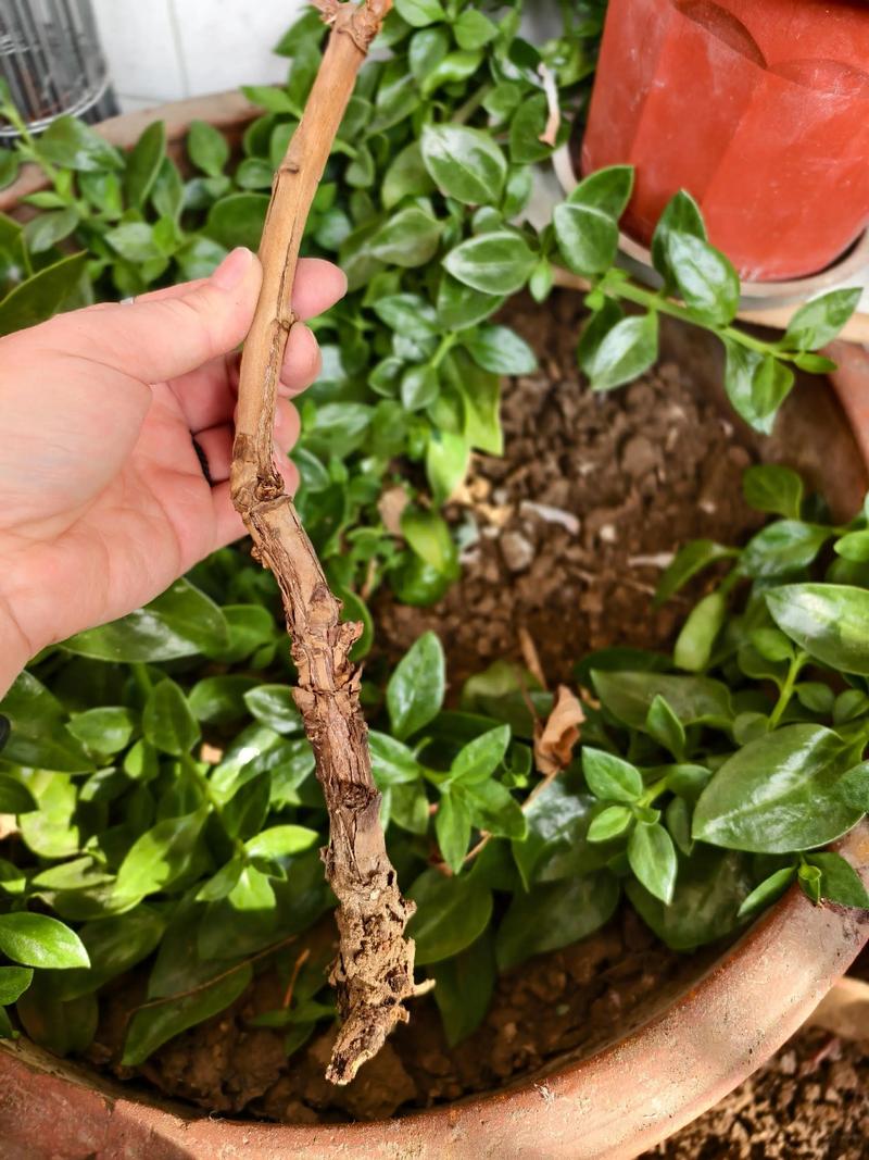 干花会枯萎吗?揭秘干花保存中的“枯萎”原因与防治方法 处理办法