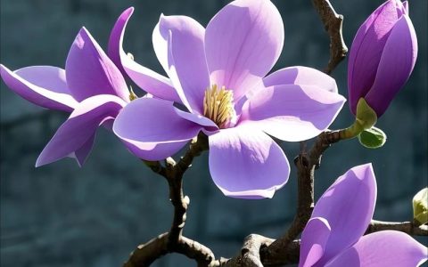 玉兰花有什么特征？从花叶形态到栽培养护的全面解读