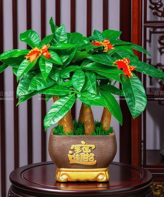 发财树四季常青的真相与栽培指南：南北气候适应性深度解析