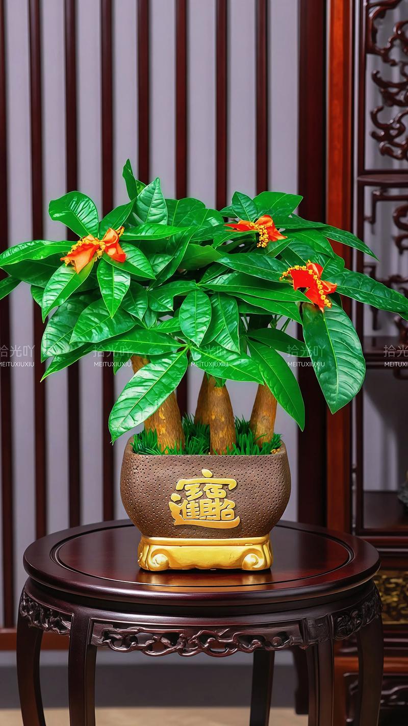 发财树四季常青的真相与栽培指南:南北气候适应性深度解析 一、生长习性核心判断:常绿与落叶的临界点