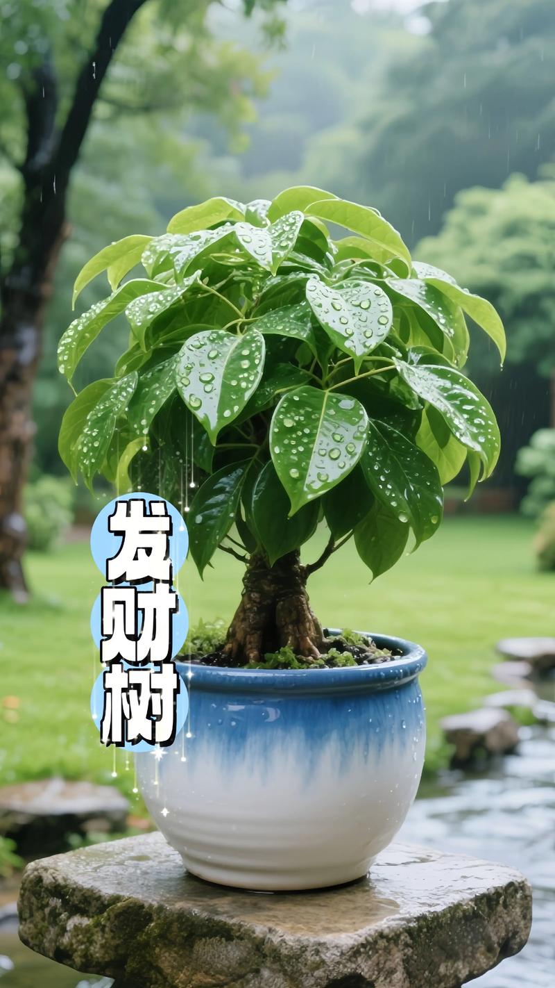 发财树四季常青的真相与栽培指南:南北气候适应性深度解析 二、耐寒耐热与光照水分量化指标