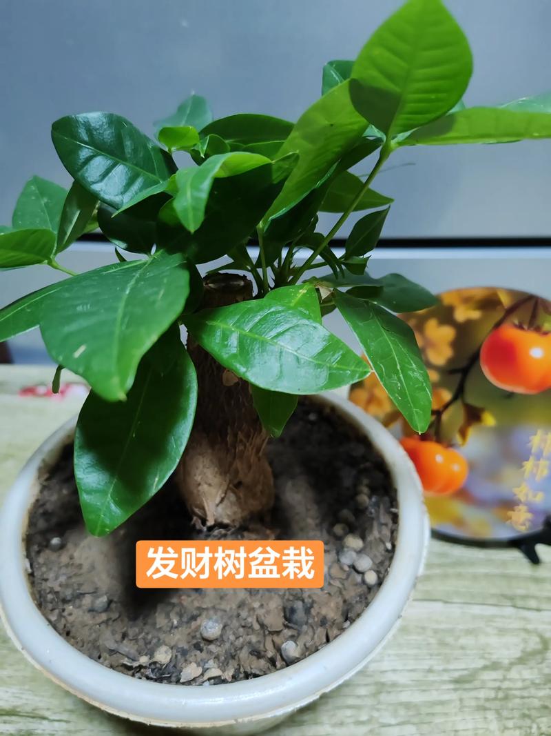 发财树四季常青的真相与栽培指南:南北气候适应性深度解析 四、南北种植差异化建议(可执行操作)