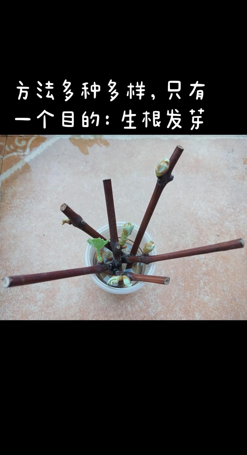 第一年葡萄苗怎么留枝?定植后1-3年高效留枝修剪技术指南 第一年葡萄苗怎么留枝?定植后1-3年高效留枝修剪技术指南