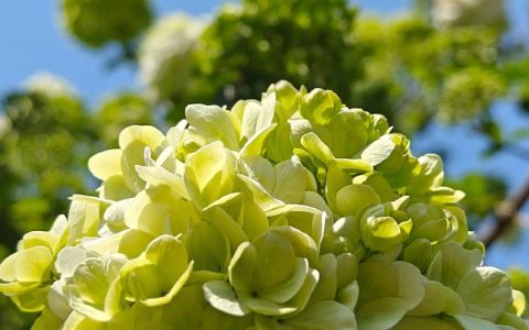 白色绣球花有哪些品种？一篇看懂6种热门白色绣球花