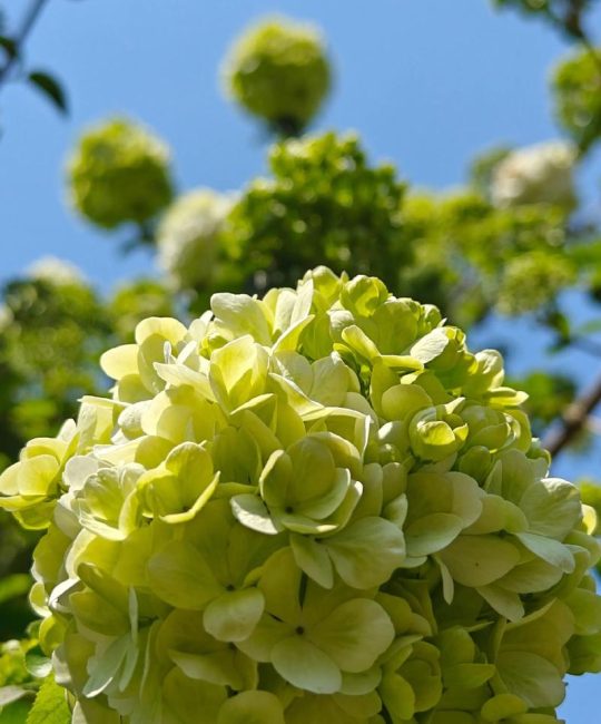 白色绣球花有哪些品种？一篇看懂6种热门白色绣球花