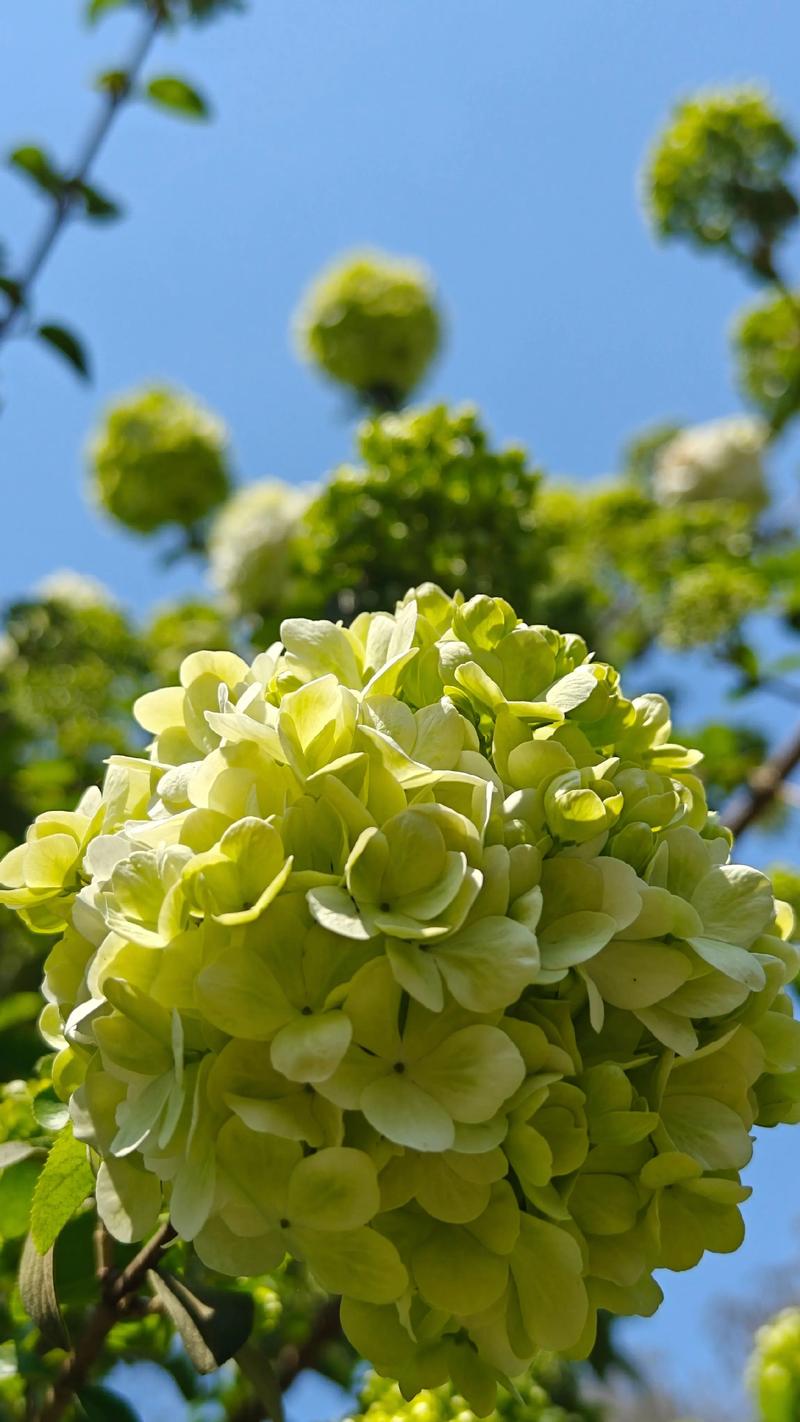 白色绣球花有哪些品种?一篇看懂6种热门白色绣球花 白色绣球花有哪些品种?一篇看懂6种热门白色绣球花