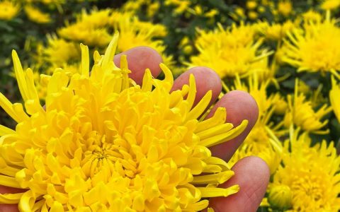 金丝皇菊：菊花泡的时间长了为什么会变绿？