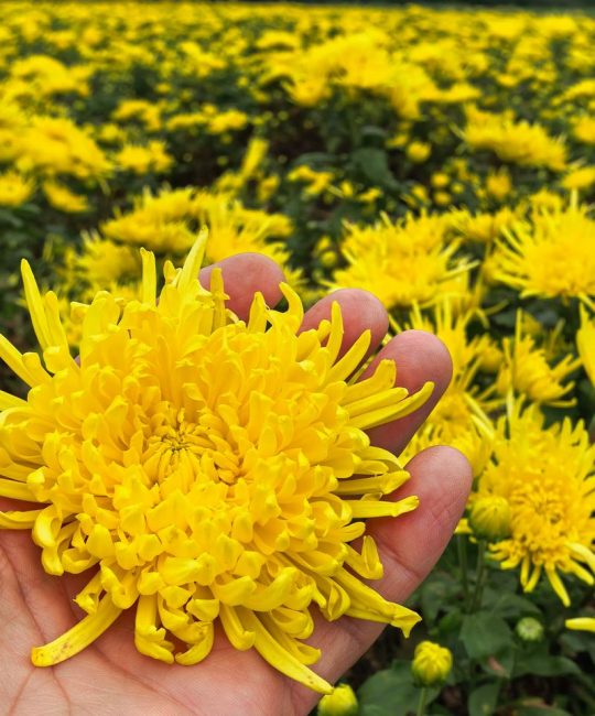 金丝皇菊：菊花泡的时间长了为什么会变绿？