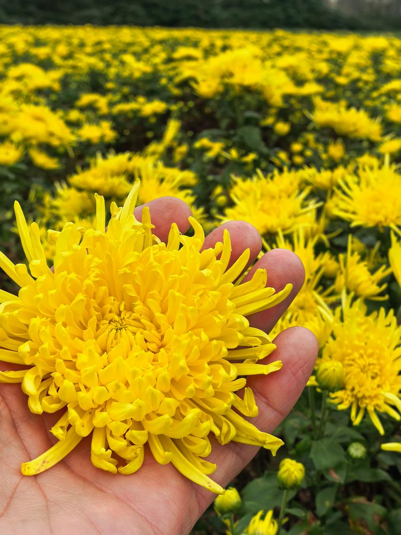 金丝皇菊:菊花泡的时间长了为什么会变绿? 品种基础档案
