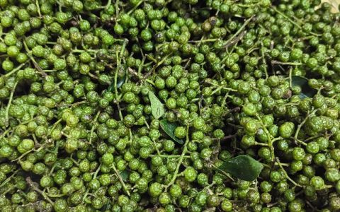 2026年花椒最新价格是多少？红花椒与青花椒价格差异分析