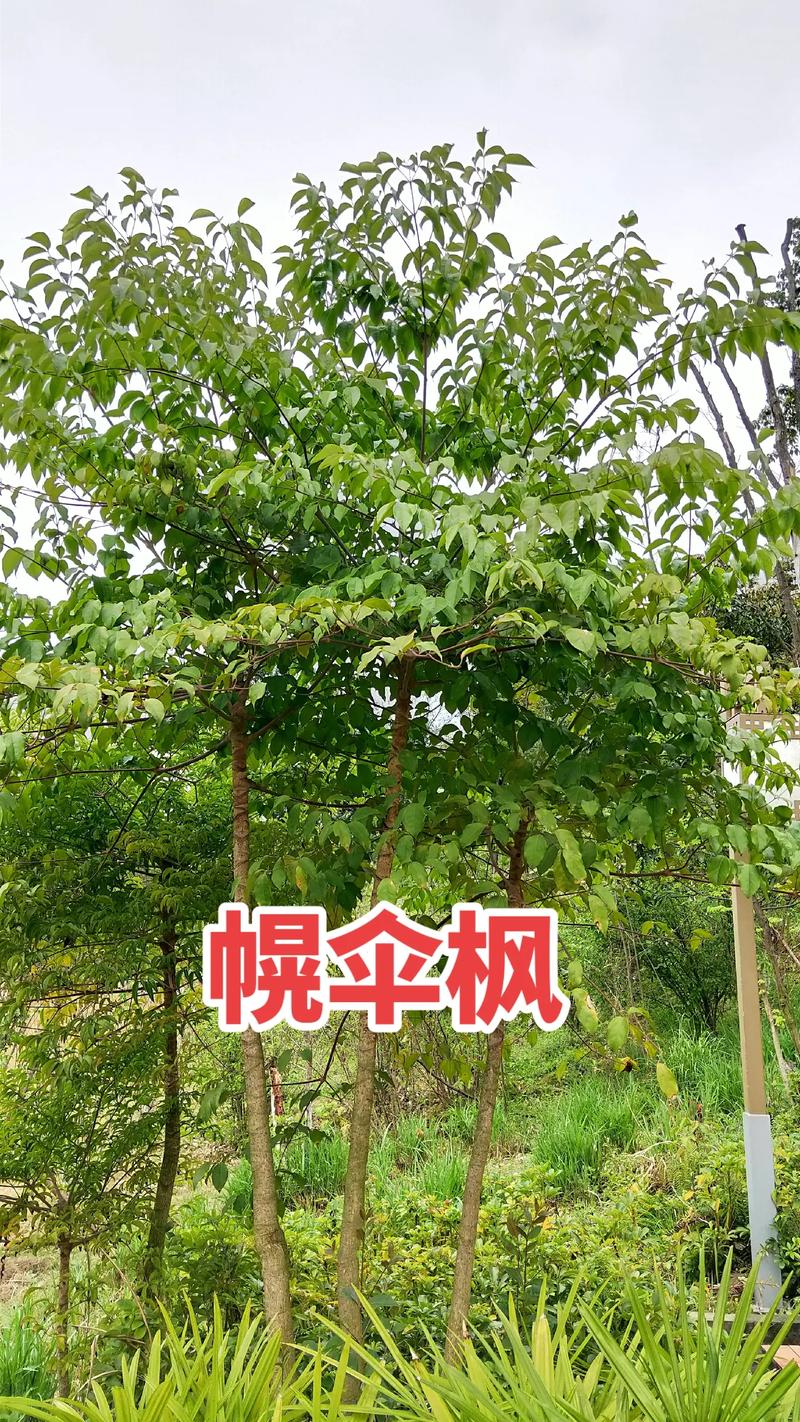 规格对价格的影响（核心因素）