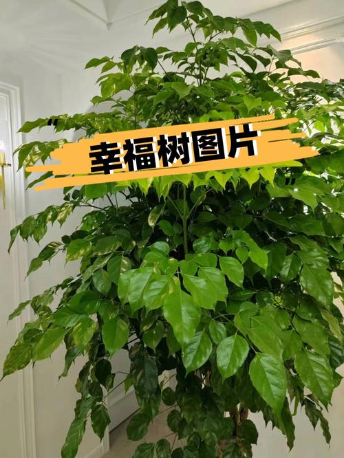 运输成本（距离与方式）