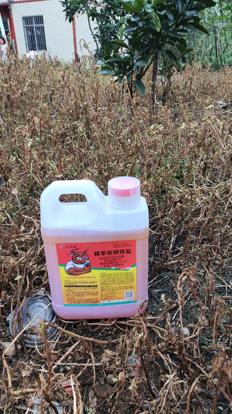 柑橘园安全除草指南:不伤树的高效除草剂选择与操作方法 柑橘园安全除草指南:不伤树的高效除草剂选择与操作方法