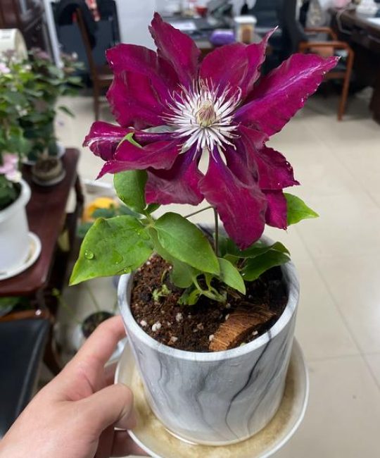 铁线莲施什么肥开花多：促花施肥全攻略与花期养护指南