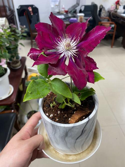 铁线莲施什么肥开花多:促花施肥全攻略与花期养护指南 铁线莲施什么肥开花多:促花施肥全攻略与花期养护指南
