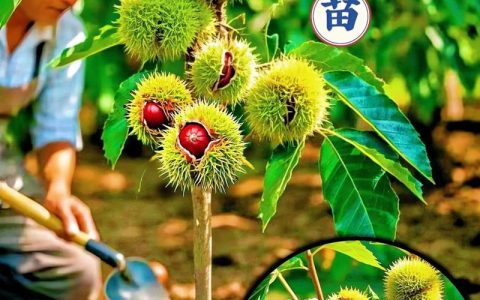 如何种植板栗？从选苗到结果的全流程技术指南