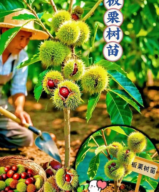 如何种植板栗？从选苗到结果的全流程技术指南